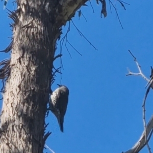 Cormobates leucophaea at Bungendore, NSW - 20 Sep 2022