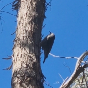 Cormobates leucophaea at Bungendore, NSW - 20 Sep 2022