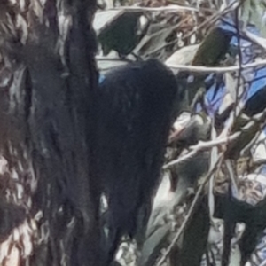 Cormobates leucophaea at Bungendore, NSW - 20 Sep 2022