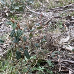 Pomaderris betulina at Googong, NSW - 21 Sep 2022 03:55 PM