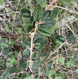 Pomaderris betulina at Googong, NSW - 21 Sep 2022