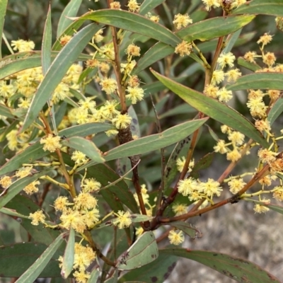 Acacia rubida (Red-stemmed Wattle, Red-leaved Wattle) at Googong Foreshore - 21 Sep 2022 by Steve_Bok