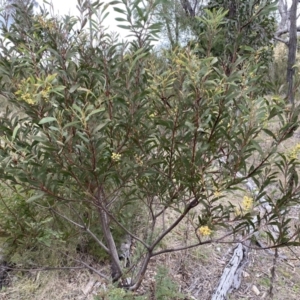 Acacia rubida at Googong, NSW - 21 Sep 2022 03:45 PM