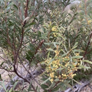 Acacia rubida at Googong, NSW - 21 Sep 2022 03:45 PM