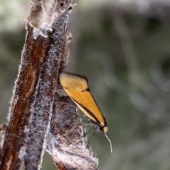 Philobota undescribed species near arabella (A concealer moth) at Googong, NSW - 21 Sep 2022 by SteveBorkowskis