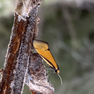 Philobota undescribed species near arabella (A concealer moth) at Googong, NSW - 21 Sep 2022 by Steve_Bok