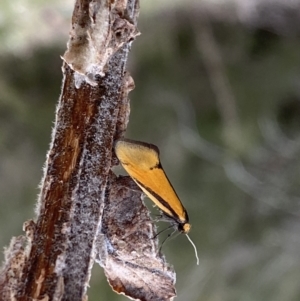 Philobota undescribed species near arabella at Googong, NSW - 21 Sep 2022 04:02 PM