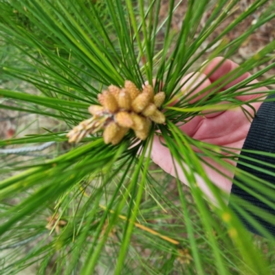 Pinus pinaster (Cluster Pine) at Bungendore, NSW - 18 Sep 2022 by clarehoneydove