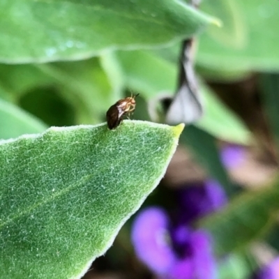 Steganopsis melanogaster (A lauxaniid fly) at Aranda, ACT - 21 Sep 2022 by KMcCue