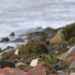 Haematopus longirostris (Australian Pied Oystercatcher) - 1 Jan 1900 by Rixon