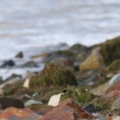 Haematopus longirostris (Australian Pied Oystercatcher) at South Bruny, TAS - 19 Sep 2022 by Rixon