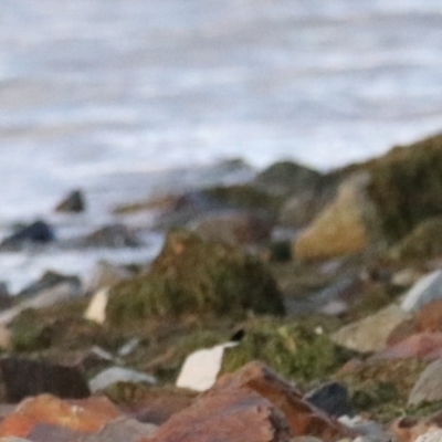Haematopus longirostris (Australian Pied Oystercatcher) - 1 Jan 1900 by Rixon