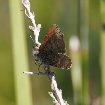 Paralucia spinifera (Bathurst or Purple Copper Butterfly) at Booth, ACT - 20 Sep 2022 by RAllen