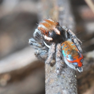 Maratus calcitrans at Stromlo, ACT - suppressed