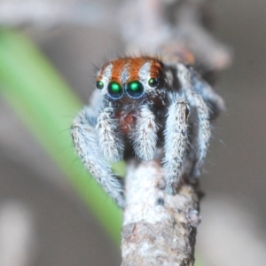 Maratus calcitrans at Stromlo, ACT - suppressed