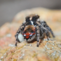 Maratus calcitrans at Stromlo, ACT - suppressed