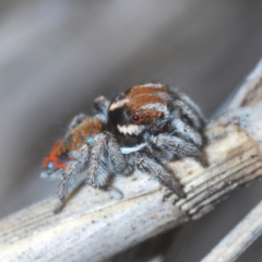 Maratus calcitrans at Stromlo, ACT - suppressed