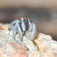 Maratus calcitrans (Kicking peacock spider) at Aranda, ACT - 21 Sep 2022 by Harrisi