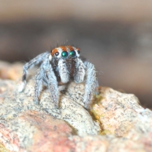 Maratus calcitrans at Aranda, ACT - 21 Sep 2022