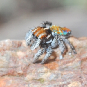 Maratus calcitrans at Aranda, ACT - 21 Sep 2022