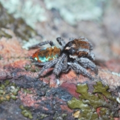 Maratus calcitrans at Aranda, ACT - 21 Sep 2022