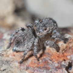 Maratus calcitrans at Aranda, ACT - 21 Sep 2022