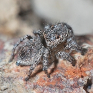 Maratus calcitrans at Aranda, ACT - 21 Sep 2022