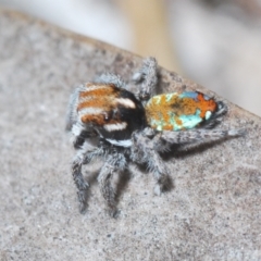 Maratus calcitrans at Aranda, ACT - 21 Sep 2022