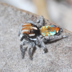 Maratus calcitrans at Aranda, ACT - 21 Sep 2022