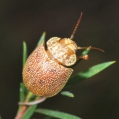 Paropsis atomaria (Eucalyptus leaf beetle) at Stromlo, ACT - 21 Sep 2022 by Harrisi