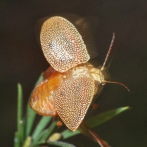 Paropsis atomaria at Stromlo, ACT - 21 Sep 2022