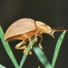 Paropsis atomaria at Stromlo, ACT - 21 Sep 2022