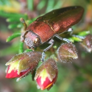 Melobasis propinqua at Aranda, ACT - 21 Sep 2022