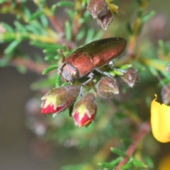 Melobasis propinqua at Aranda, ACT - 21 Sep 2022