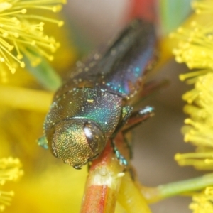 Melobasis thoracica at Aranda, ACT - 21 Sep 2022 02:05 PM