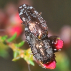 Diphucrania acuducta (Acuducta jewel beetle) at Aranda, ACT - 21 Sep 2022 by Harrisi