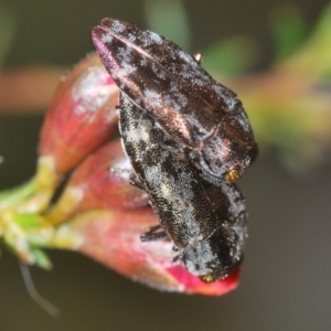 Diphucrania acuducta at Aranda, ACT - 21 Sep 2022 02:11 PM