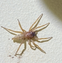 Clubiona sp. (genus) (Unidentified Stout Sac Spider) at Jerrabomberra, NSW - 21 Sep 2022 by SteveBorkowskis