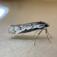 Philobota stella (A concealer moth) at Jerrabomberra, NSW - 21 Sep 2022 by SteveBorkowskis