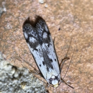 Philobota lysizona at Jerrabomberra, NSW - 21 Sep 2022