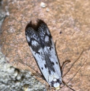 Philobota lysizona at Jerrabomberra, NSW - suppressed