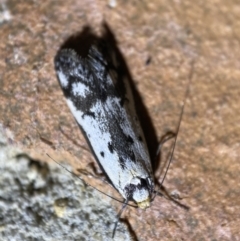 Philobota lysizona at Jerrabomberra, NSW - suppressed