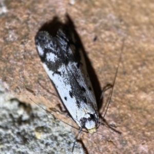 Philobota lysizona at Jerrabomberra, NSW - 21 Sep 2022