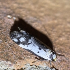 Philobota lysizona at Jerrabomberra, NSW - suppressed