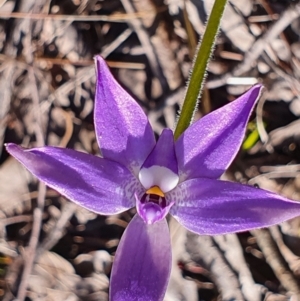 Glossodia major at Gundaroo, NSW - 19 Sep 2022