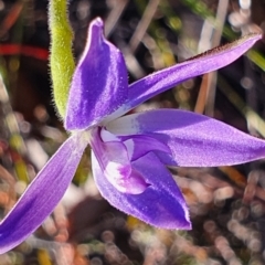 Glossodia major at Gundaroo, NSW - 19 Sep 2022