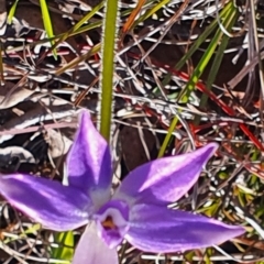 Glossodia major at Gundaroo, NSW - 19 Sep 2022