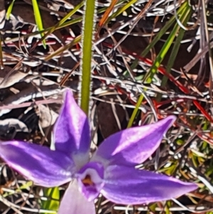 Glossodia major at Gundaroo, NSW - 19 Sep 2022