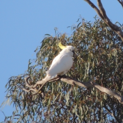 Cacatua galerita (Sulphur-crested Cockatoo) at Crace, ACT - 27 Aug 2022 by MichaelBedingfield