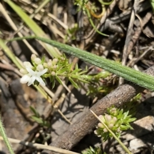 Asperula conferta at Ainslie, ACT - 19 Sep 2022